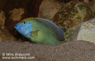 Nimbochromis venustus