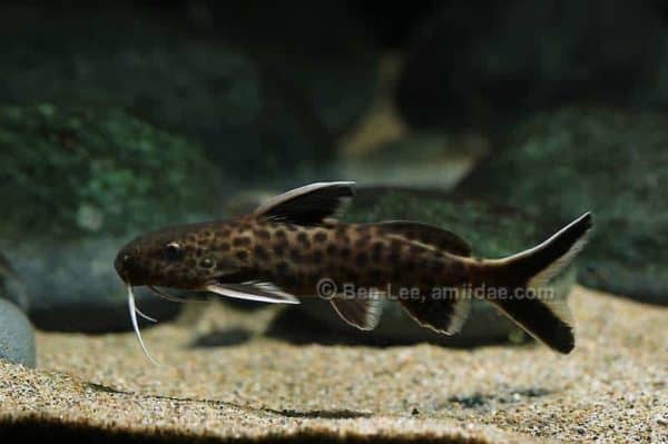Synodontis petricola