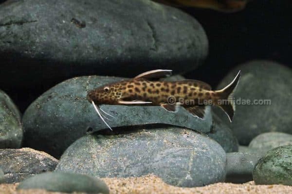 Synodontis petricola
