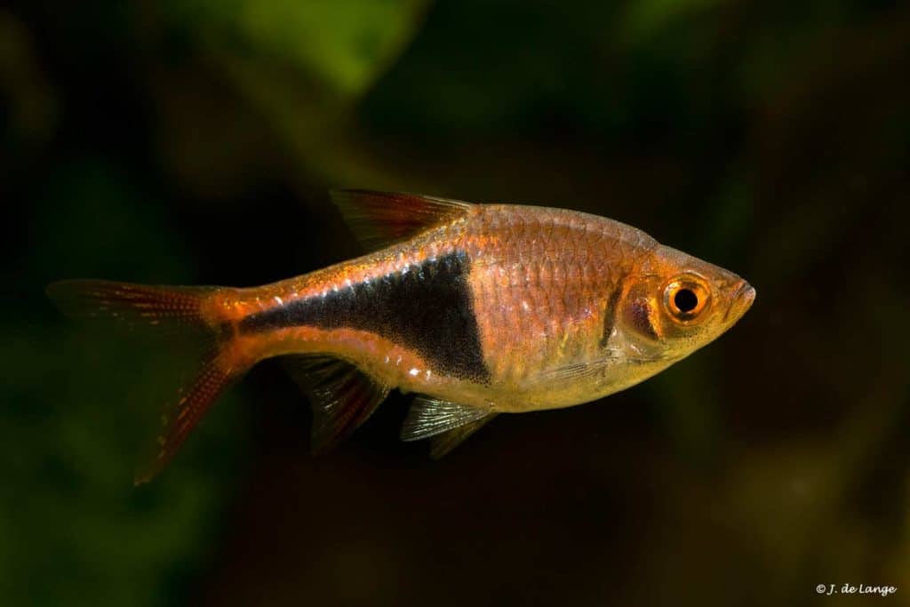 Trigonostigma heteromorpha - Kegelvlek Barbeel