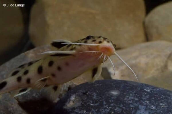 Synodontis petricola