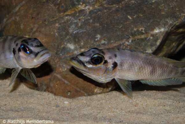 Altolamprologus fasciatus