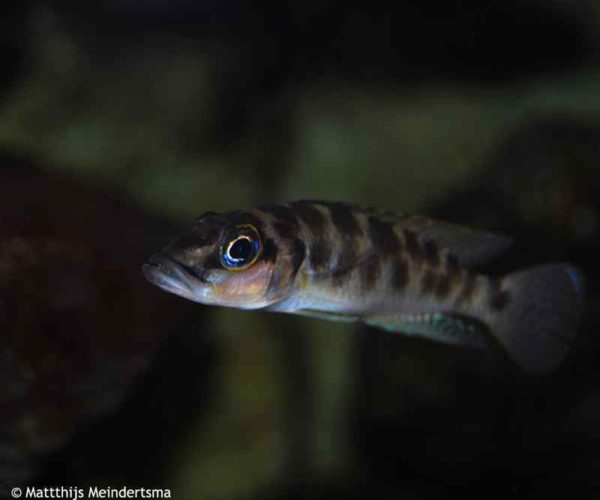 Altolamprologus fasciatus - Afbeelding 3