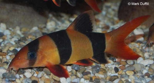 Chromobotia macracanthus