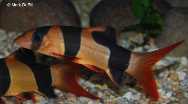 Chromobotia macracanthus