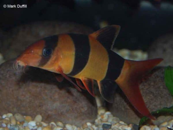 Chromobotia macracanthus