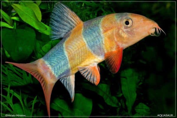 Chromobotia macracanthus - Clown Loach