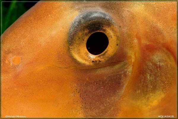 Chromobotia macracanthus oog