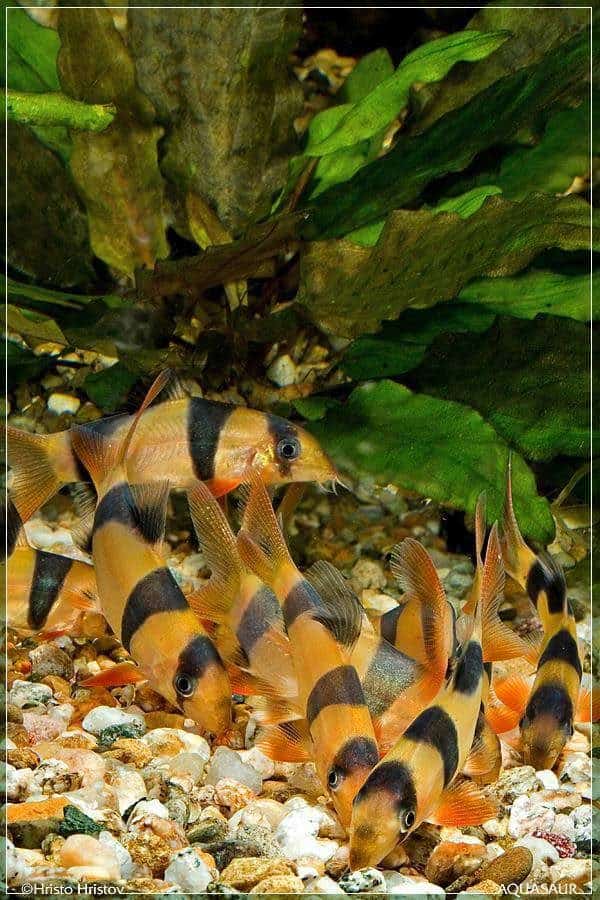 Chromobotia macracanthus school