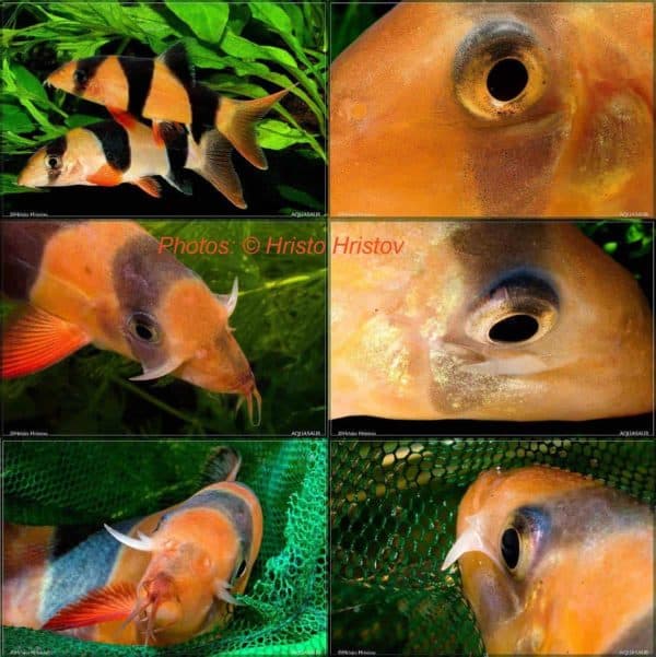 Chromobotia macracanthus wapens