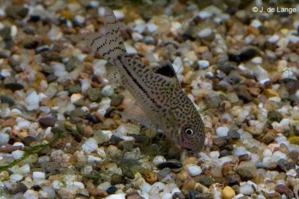 Hoplisoma julii - Luipaard Pantsermeerval - Afbeelding 2