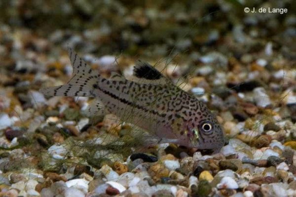 Hoplisoma julii - Luipaard Pantsermeerval