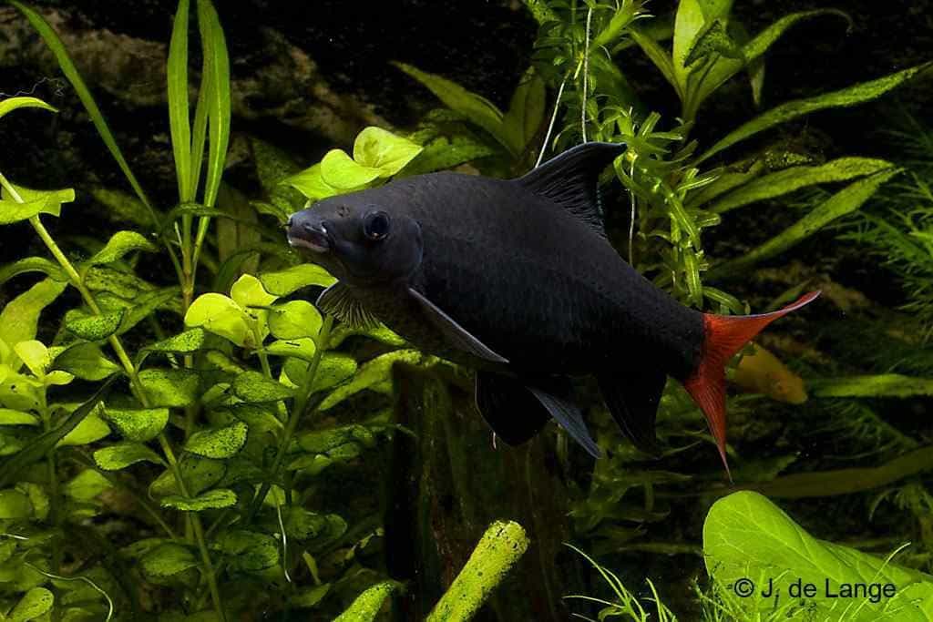 Epalzeorhynchos bicolor