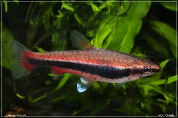 Nannostomus beckfordi