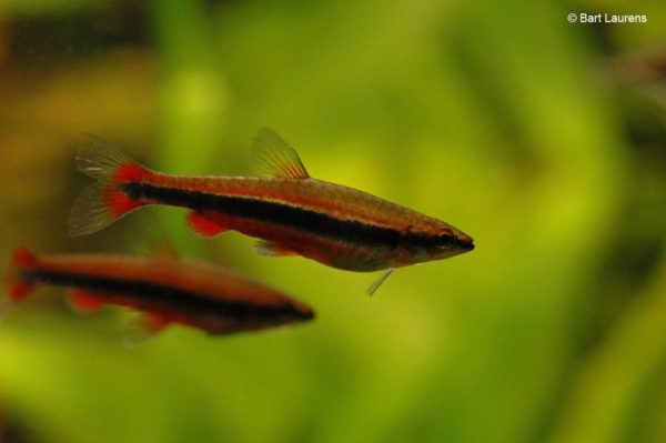 Nannostomus beckfordi - Potloodvisje - Mannen