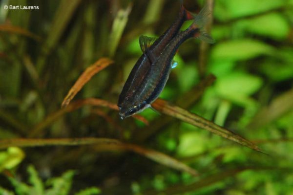 Nannostomus beckfordi - Potloodvisje - Mannen