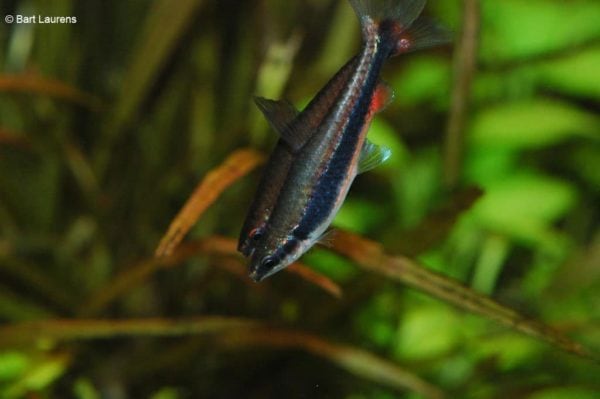Nannostomus beckfordi - Potloodvisje - Mannen