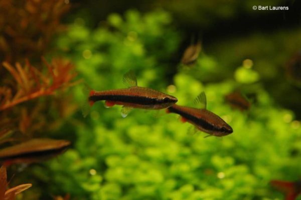 Nannostomus beckfordi - Potloodvisje - Mannen