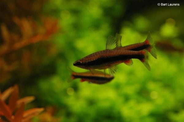 Nannostomus beckfordi - Potloodvisje - Mannen
