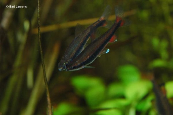 Nannostomus beckfordi - Potloodvisje - Afbeelding 11