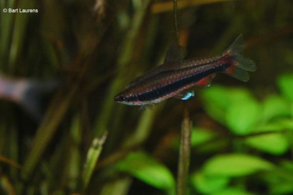 Nannostomus beckfordi - Potloodvisje - Mannen