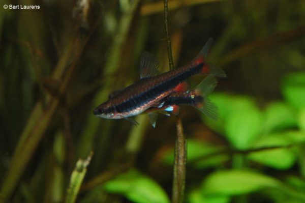Nannostomus beckfordi - Potloodvisje - Mannen