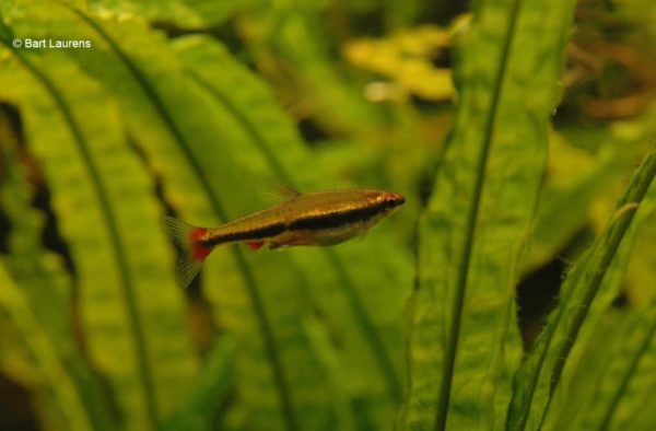 Nannostomus beckfordi - Potloodvisje - Vrouw