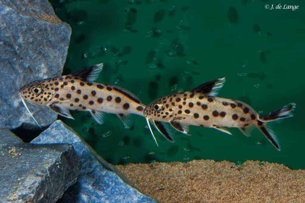 Synodontis multipunctatus - Koekoeksmeerval