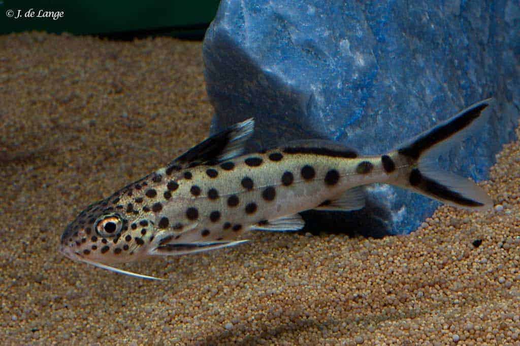 Synodontis multipunctatus - Koekoeksmeerval