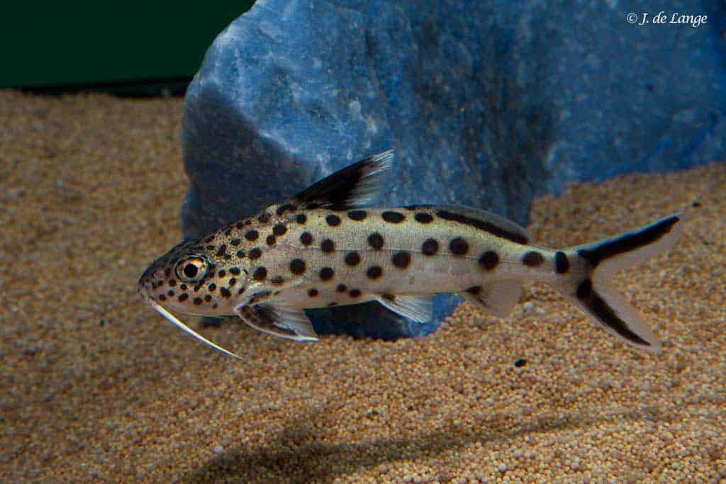 Synodontis multipunctatus - Koekoeksmeerval