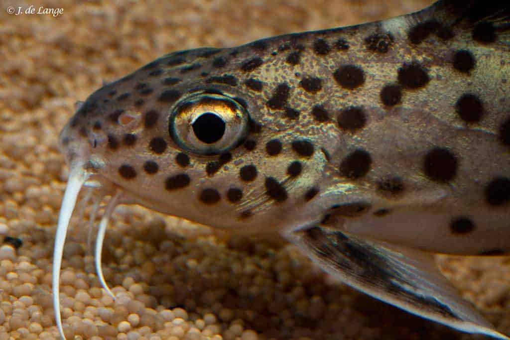 Synodontis multipunctatus - Koekoeksmeerval - Close up