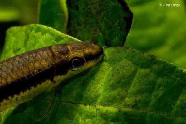 crossocheilus oblongus-siamese algeneter