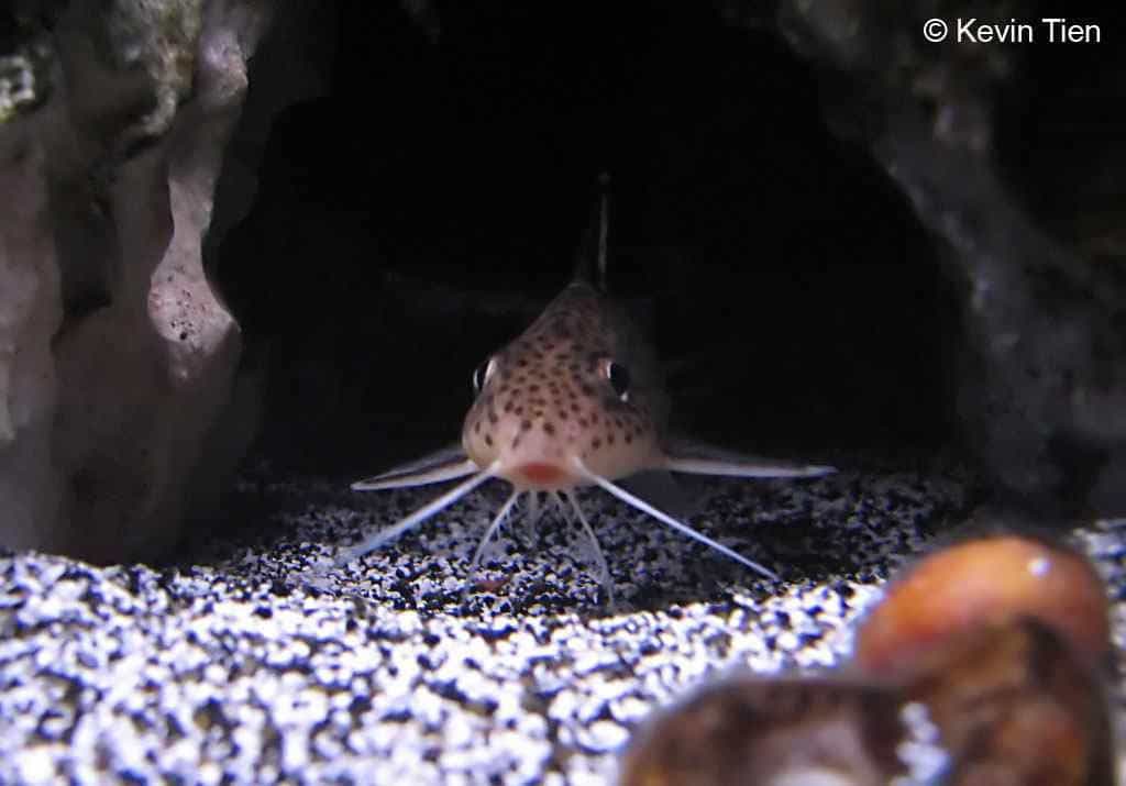 Synodontis multipunctatus - Koekoeksmeerval