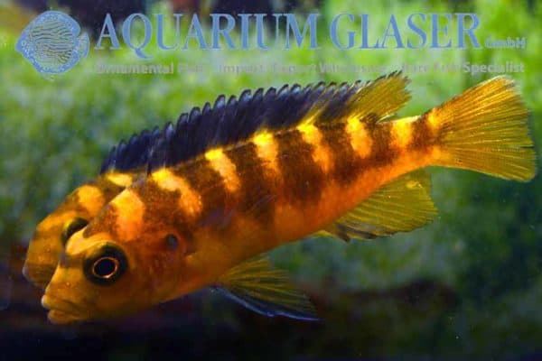 Pseudotropheus crabro