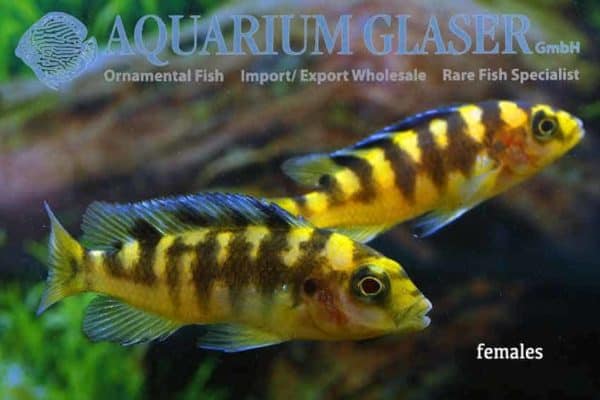 Pseudotropheus crabro vrouwen