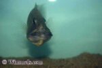 Aristochromis christyi - Vrouw met bek vol eieren