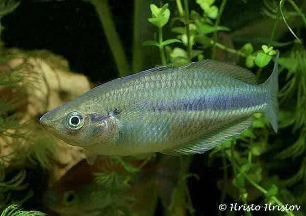 Melanotaenia affinis