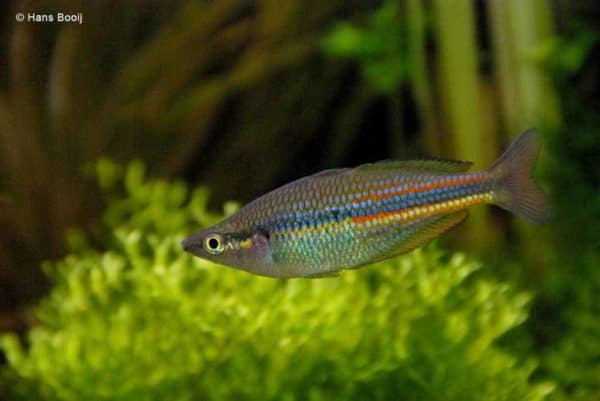 Melanotaenia affinis - Pagwi - man