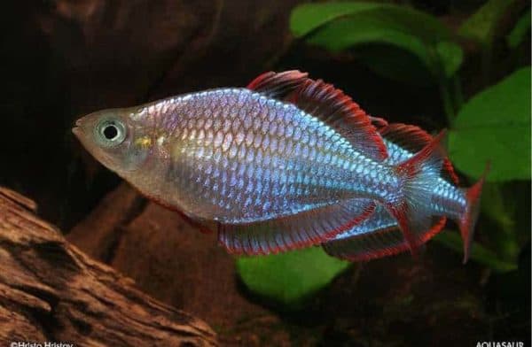 Melanotaenia praecox - Diamantregenboogvis
