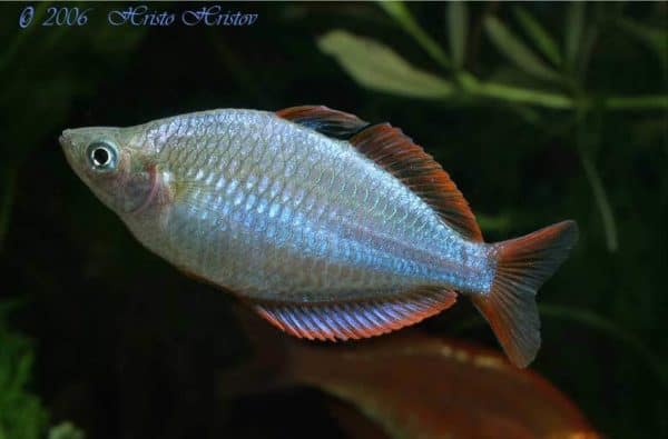 Melanotaenia praecox - Diamantregenboogvis