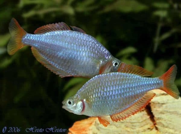 Melanotaenia praecox - Diamantregenboogvis