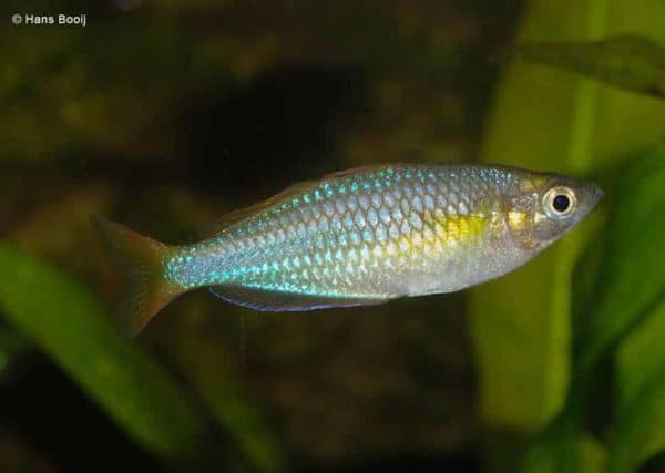 Melanotaenia preacox - vrouw