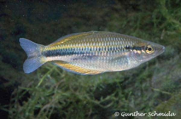 Melanotaenia affinis