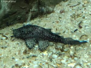 Ancistrus dolichopterus - jong