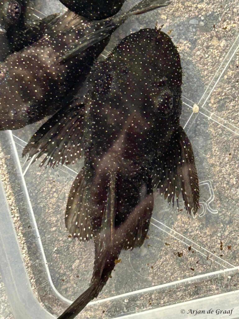 Ancistrus dolichopterus