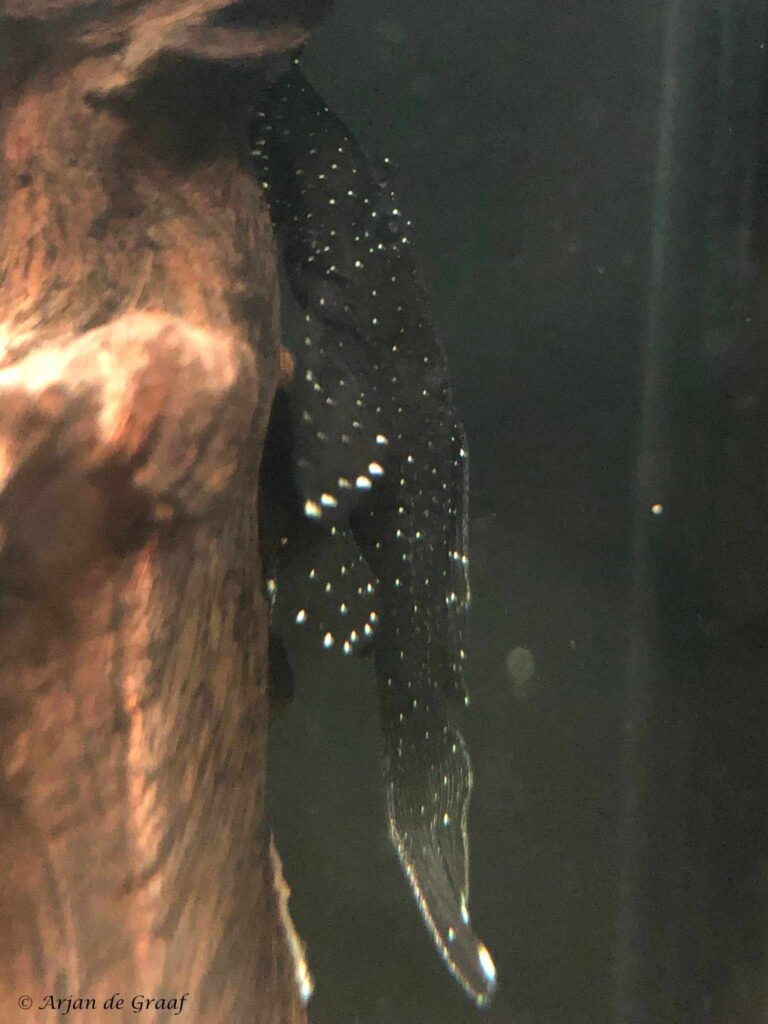 Ancistrus dolichopterus op kienhout