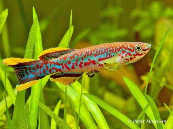 Fundulopanchax gardneri