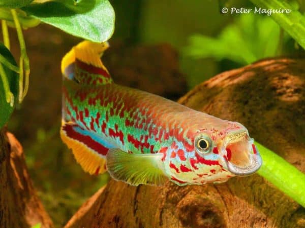 Fundulopanchax gardneri