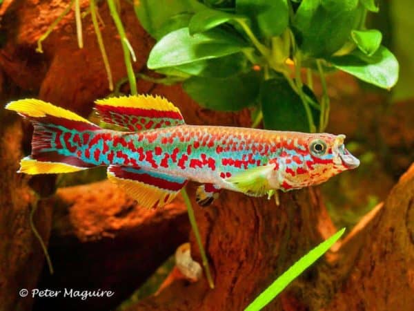 Fundulopanchax gardneri