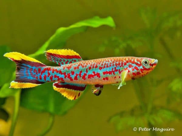 Fundulopanchax gardneri